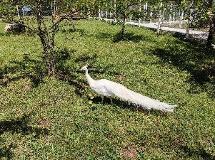 IMG_20230713_113338.jpg