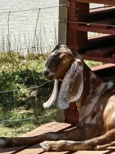 Начато строительство уникальной контактной фермы