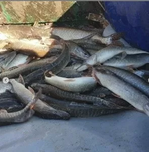 2 тонны ЩУКИ!