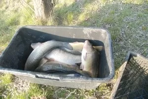 Зарыбление