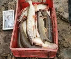 Новое зарыбление щукой, окунем, судаком